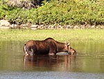 Moose Sighting Tours